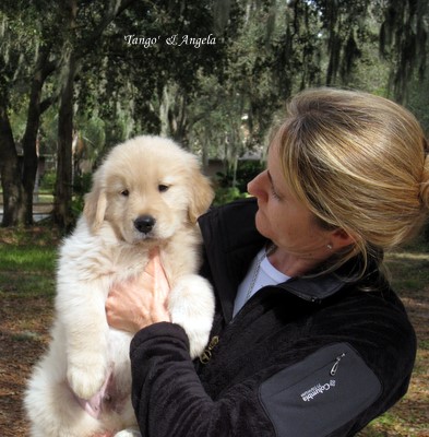 karagold golden retrievers karagold golden retrievers florida karagold golden retrievers karagold golden retrievers florida