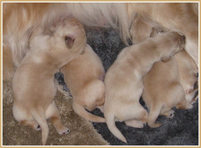 karagold golden retrievers golden retriever rescue of sw florida rescuing dogs and autos post karagold golden retrievers golden retriever rescue of sw florida rescuing dogs and autos post