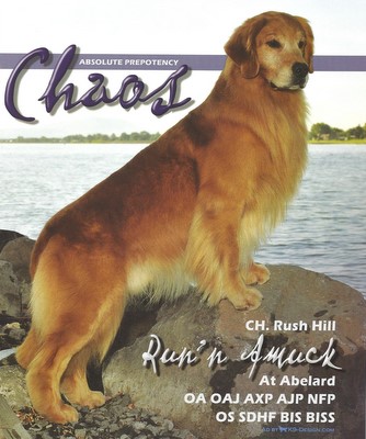 abelard golden retrievers karagold golden retrievers florida abelard golden retrievers karagold golden retrievers florida