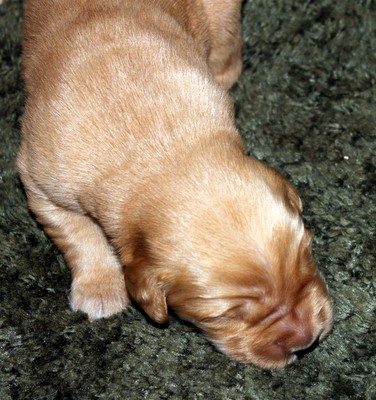 karagold golden retrievers golden retriever encyclopedia to golden retriever breeds picture karagold golden retrievers golden retriever encyclopedia to golden retriever breeds picture