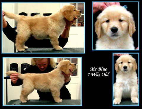 karagold golden retrievers karagold golden retrievers florida breeds picture karagold golden retrievers karagold golden retrievers florida breeds picture