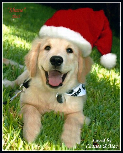 karagold golden retrievers karagold golden retrievers florida karagold golden retrievers karagold golden retrievers florida