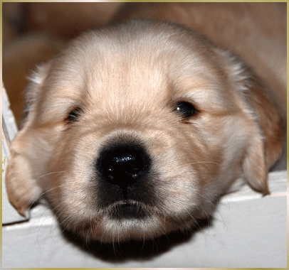 karagold golden retrievers golden retrievers florida design karagold golden retrievers florida breeds picture karagold golden retrievers golden retrievers florida design karagold golden retrievers florida breeds picture